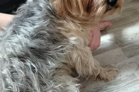 Собака найдена: ул. Интернационалистов, 7