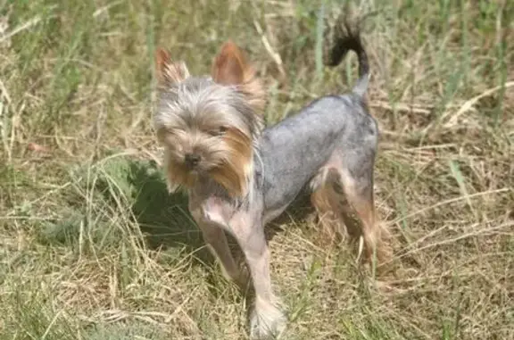 Пропала собака на Советской улице, Колодезный