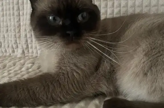 Пропала кошка Гермес, Владикавказ