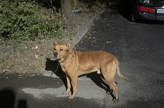 Собака найдена у Парковой, 9 в Липецке