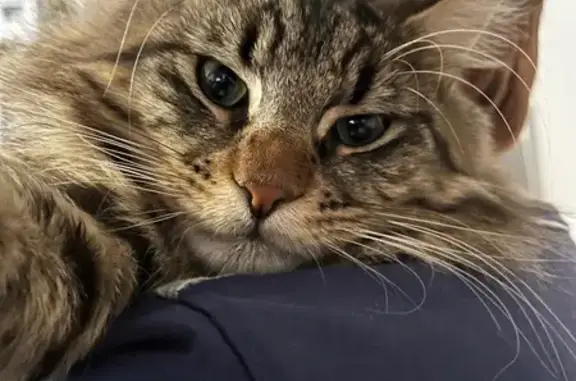 Пропала кошка, Трактовая 1, Нязепетровск