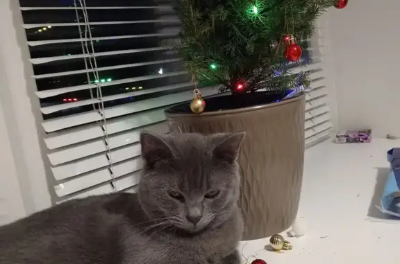 Кот пропал у НЛМК, пл. Металлургов, Липецк