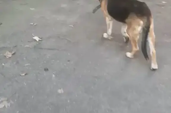 Найдена собака, Калининград, фото: Собака найдена: пр. Победы 47, Калининград