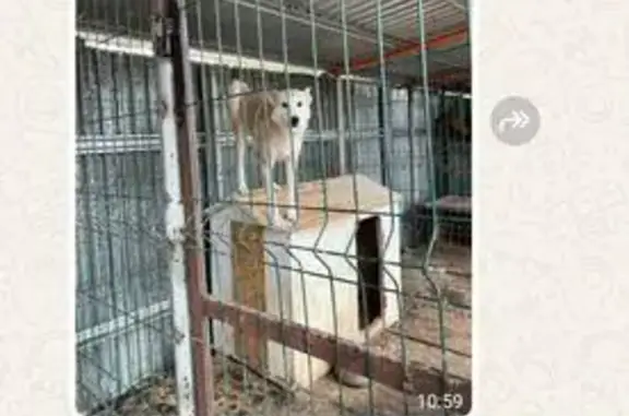 Пропала собака, ул. Совхозная, Кисловодск