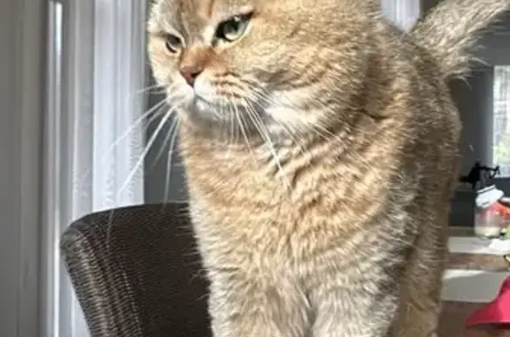 Кошки потеряшки, Солнечное, фото: Потеряшка кошка, Приморское ш., 391