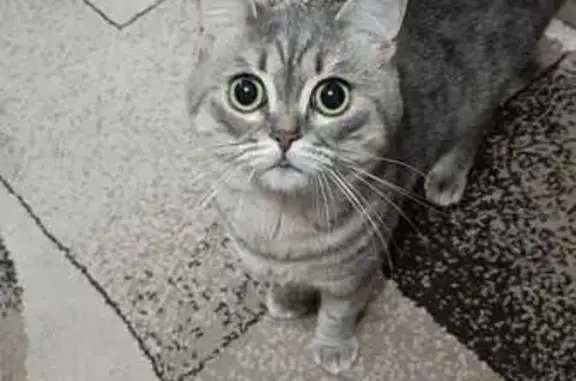 Кошки потеряшки, Чебоксары, фото: Потеряшка кошка, Социалистическая 13А