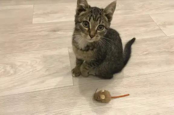 Найденные животные Кызыл, фото: Котёнок найден в ЖК «Столичный», ул. Саган-оола, 4 с6