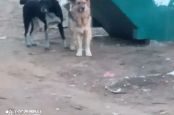 Найдена собака, Люберцы, фото: Собачки найдены: Октябрьский проспект, 405