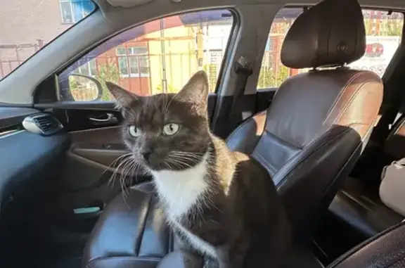 Пропала кошка, Старорязанское ш., Тимонино