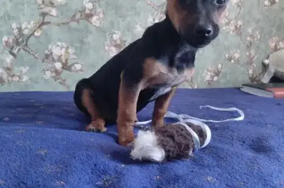 Щенок найден на Алычёвой, 36, Волгоград