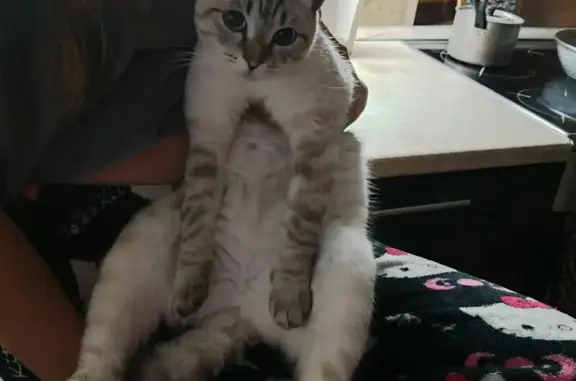 Пропала кошка, Нагорная 30/1, Мегион