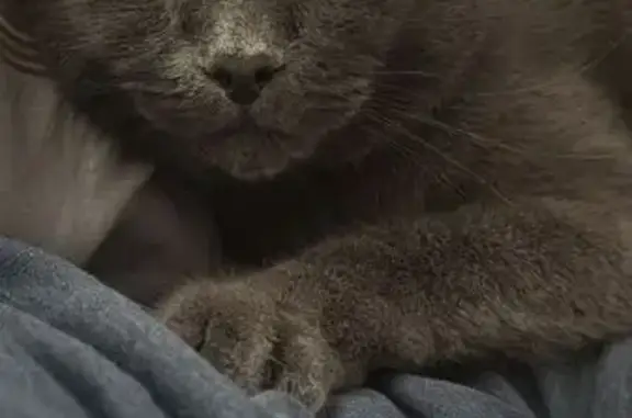 Кастрированный кот найден, Думенко 23