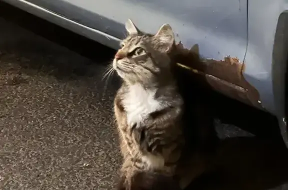 Кошка найдена: Галерная ул. 32, СПб