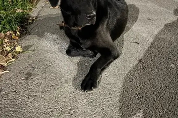 Найдена собака, ул. Ватутина 34, Первоуральск