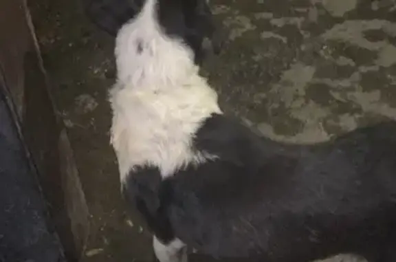 Найдена собака, Мурманск, фото: Собака найдена, ул. Аскольдовцев, Мурманск