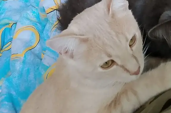 Пропала кошка, Лесная ул. 3, Тула