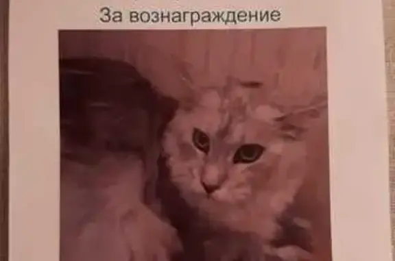 Пропала кошка, Никольская ул., Москва