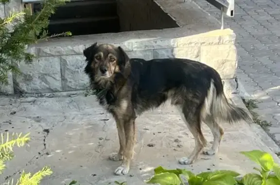 Найдена собака, Шекснинская ул. 89, Волгоград