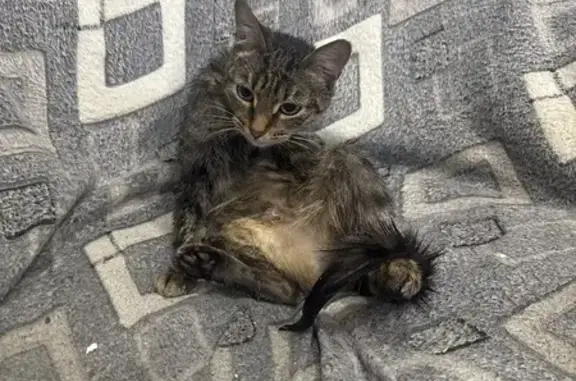 Найдена кошка, Екатеринбург, фото: Кошка найдена: Екатеринбург, Восстания 5