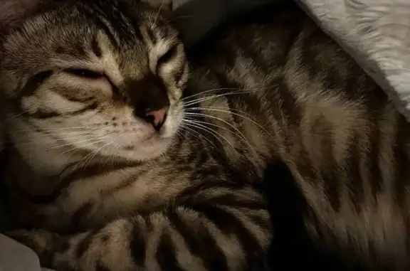 Пропала кошка, Азовская ул., Новоазовск - photo