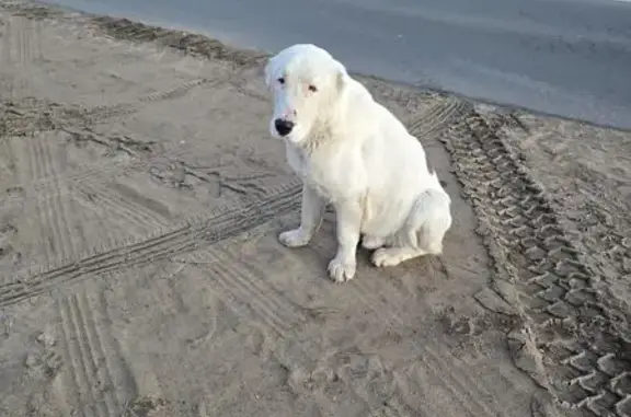 Собака найдена у металло-базы, Брянск