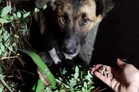 Север найден у Адмиралтейской площади, Воронеж