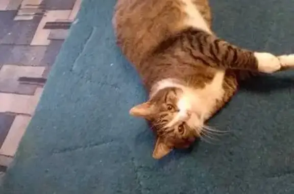 Пропала кошка, Алабино, МО