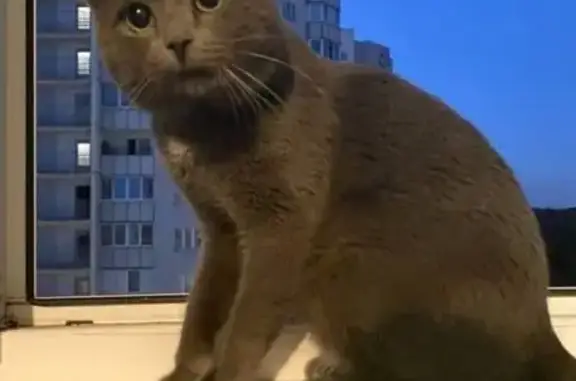 Пропала кошка, Приозерское ш. 18 к11