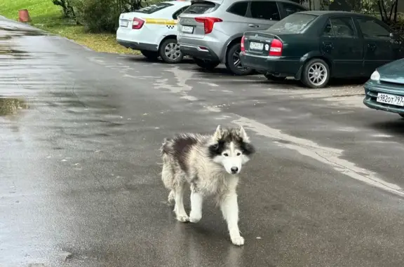 Найдена хаски, Новокосино, Салтыковская 43