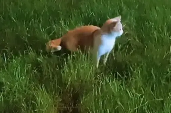 Рыжая кошка у Дыбенко, 28, СПб