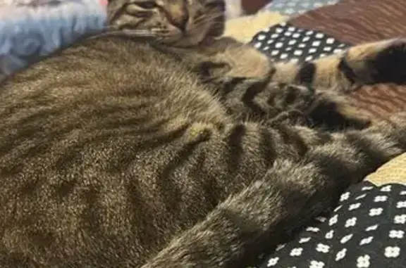 Кошки потеряшки, Московская область, фото: Потеряшка кошка Валера, МО