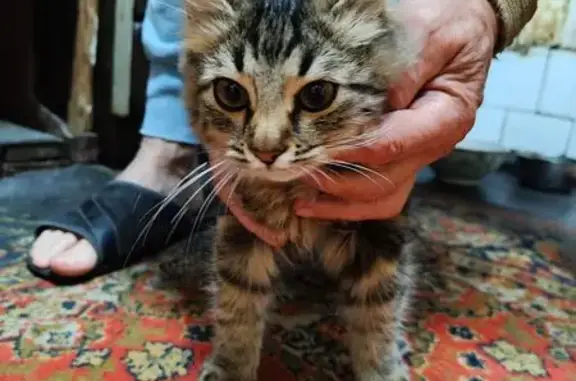 Найдена кошка, Шахты, фото: Найдена кошка, Советская 74, Шахты