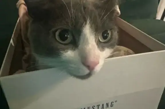 Кошка найдена: ул. Текстильщиков, 9, Москва