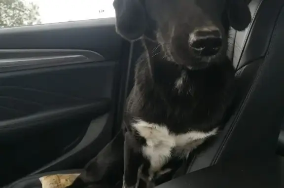 Найдена собака, Аннинское городское поселение, фото: Собака найдена: Аннинское, д. Капорское