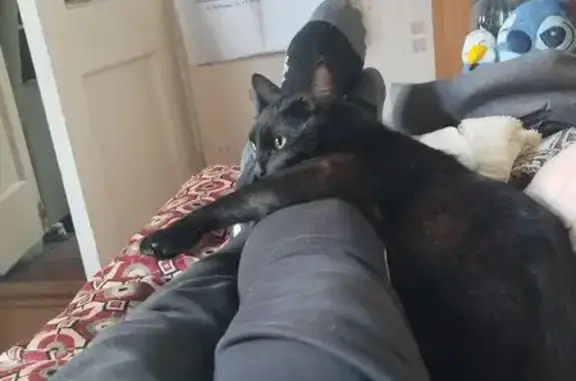 Пропала кошка, Ботанический пер., Воронеж