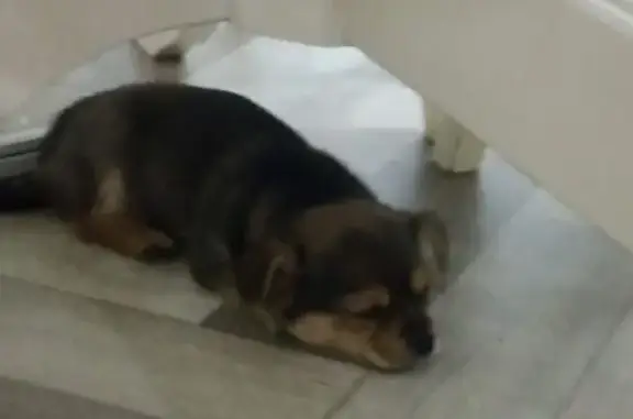 Пропала собака, ул. Ушакова, Сальск