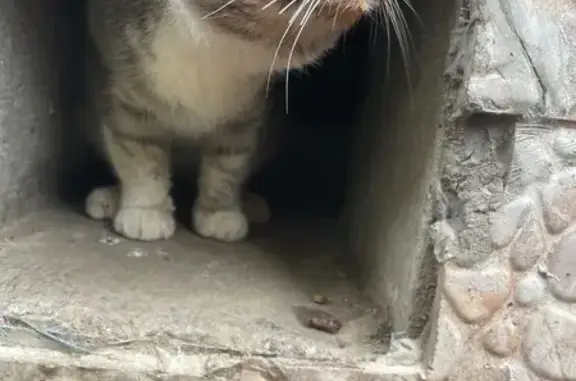 Найдена кошка, ФМР, Гагарина 61
