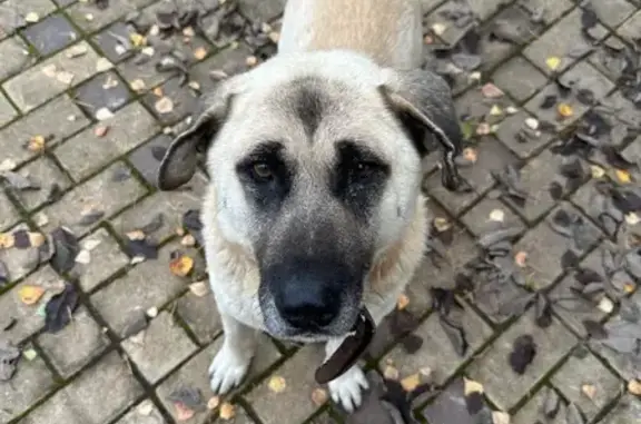 Найдена собака, Знаменское, фото: Собака найдена: Центр. ул., 2, Знаменское