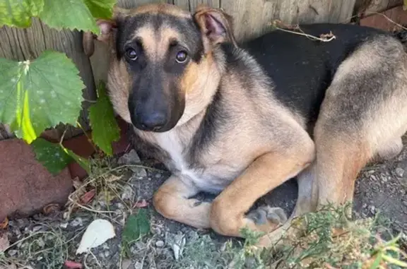 Найдена собака, Саратов, фото: Найдена собака, 2-й Цементный пр., 10Б