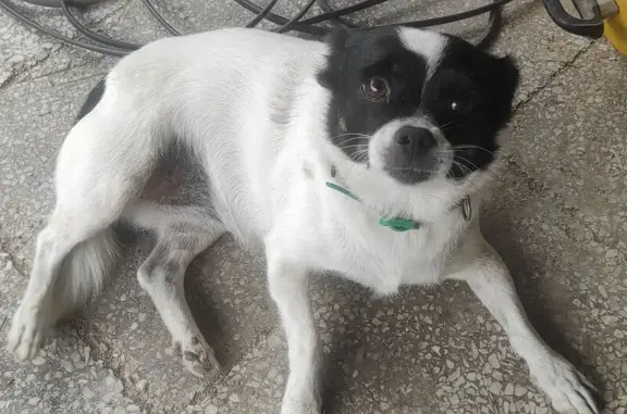 Собаки потеряшки, Трудобеликовский, фото: Потеряшка собака, Набережная ул., Трудобеликовский