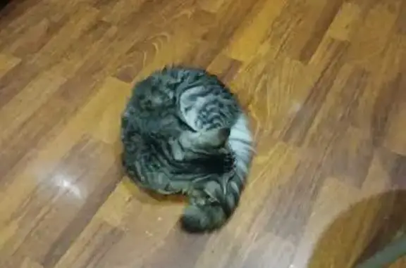 Найдена кошка, Липецк, фото: Кошка найдена у Катукова, 16, Липецк