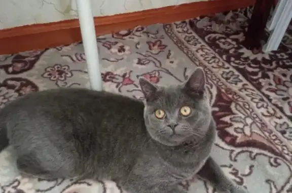 Пропала кошка Буся, СНТ КОМЗ-2, Березовка