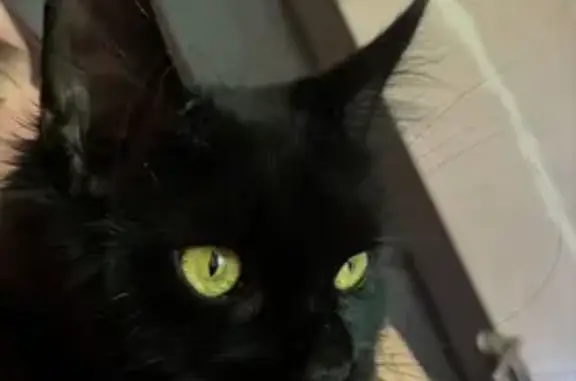 Пропала кошка, Интернациональная 51, Туапсе