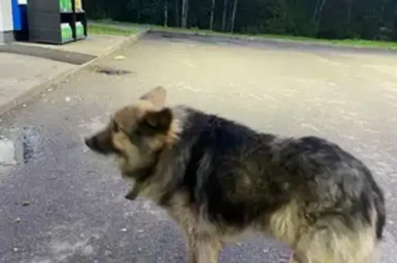 Найдена собака, Парголово, фото: Найдена собака: Выборгское ш., 503 к5