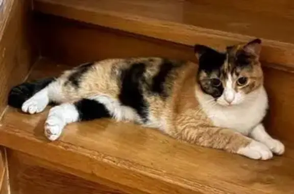 Кошки потеряшки, Ставрополь, фото: Потеряшка кошка, ул. Есенина, Ставрополь