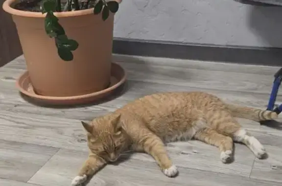 Найдена кошка, , фото: Кошка найдена на Трактовой, Кременкуль