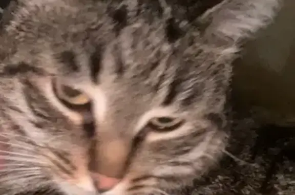 Кошки потеряшки, Коломна, фото: Потеряшка кошка, ул. Ленина, 101, Коломна