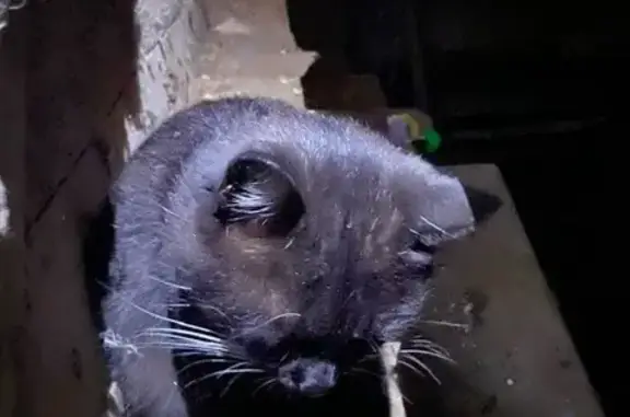 Кот найден в Туле, ул.Советская, д.12