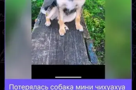 Пропала собака, Острогожская 19, Воронеж