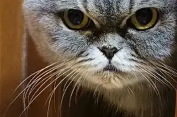 Кошка найдена, Мраморная ул., Подольск